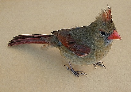 female cardinal