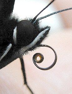 butterfly head   (Lepidoptera)