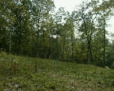 Home site from driveway